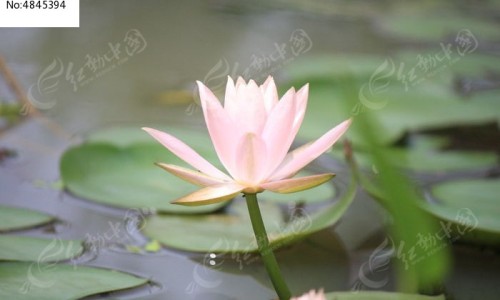 狗肝草图片功效与主治-【狗肝的功效与作用】狗肝草主治什么病 - 狗肝的功效与作用网